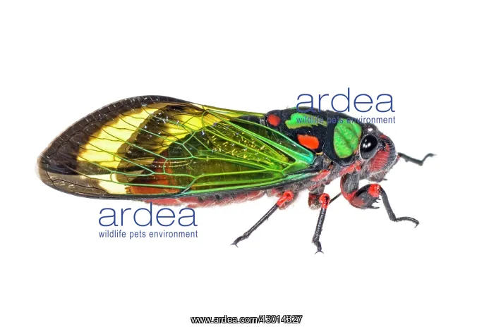 : Carineta diardi isolated on a white background : Carineta diardi isolated on a white background