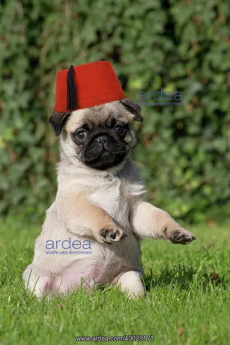 : Carlin. Dog Pug puppy paws raised wearing Fez Tommy Cooper Digital Manipulation : Carlin. Dog Pug puppy paws raised wearing Fez Tommy Cooper Digital Manipulation