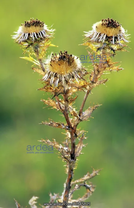 : Carline thistle : Carline thistle