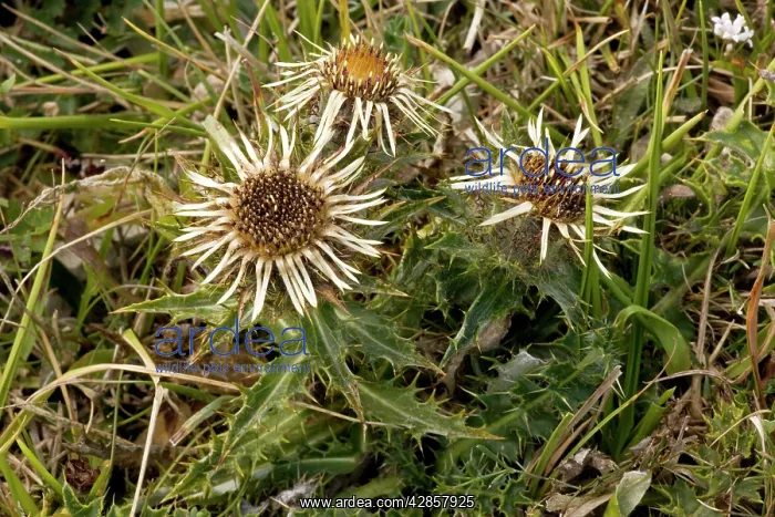: Carline thistle : Carline thistle