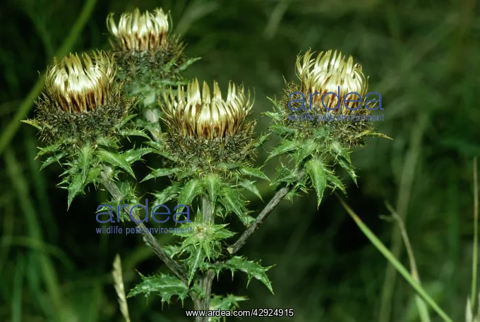  : CARLINE THISTLE