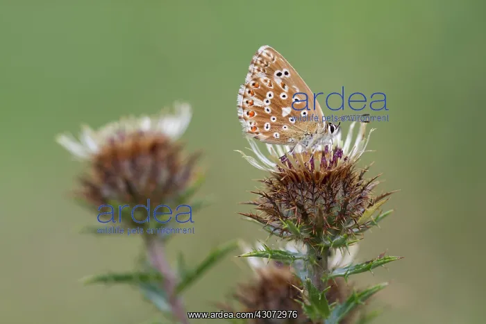 : Carline Thistle : Carline Thistle