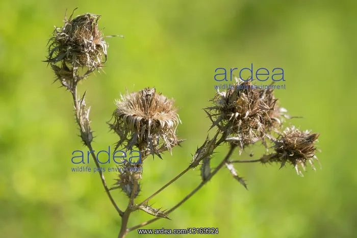: Carline Thistle : Carline Thistle