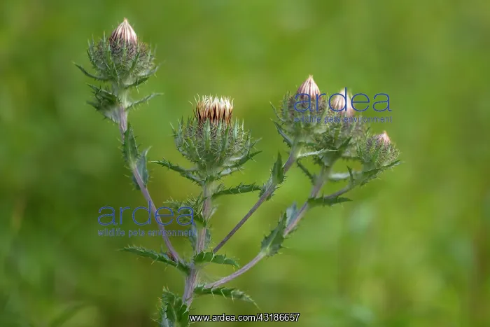 : Carline Thistle : Carline Thistle