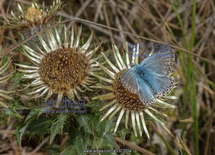 : Carline Thistle, Carlina vulgaris, in flower on : Carline Thistle, Carlina vulgaris, in flower on