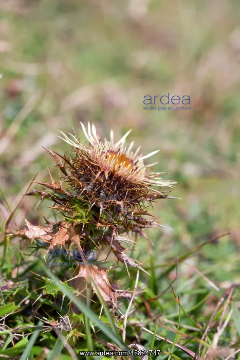 : Carline Thistle Flower : Carline Thistle Flower