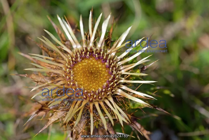 : Carline Thistle Flower : Carline Thistle Flower