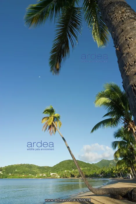 : Carlisle Bay beach, Antigua, West Indies : Carlisle Bay beach, Antigua, West Indies