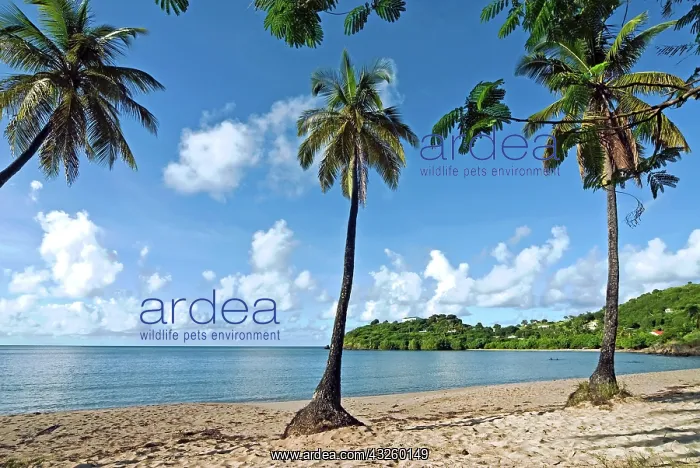 : Carlisle Bay beach, Antigua, West Indies : Carlisle Bay beach, Antigua, West Indies