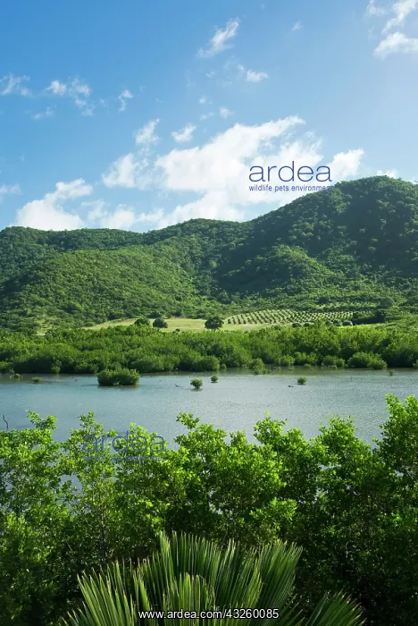 : Carlisle Bay Lagoon, Antigua, West Indies : Carlisle Bay Lagoon, Antigua, West Indies