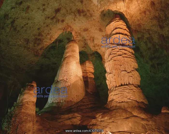: Carlsbad Caverns : Carlsbad Caverns