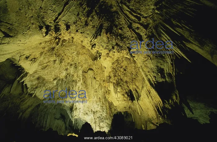 : Carlsbad Caverns : Carlsbad Caverns