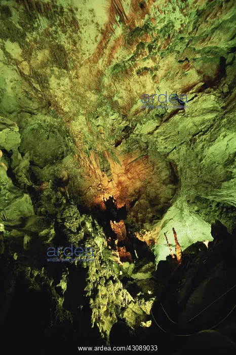 : Carlsbad Caverns : Carlsbad Caverns