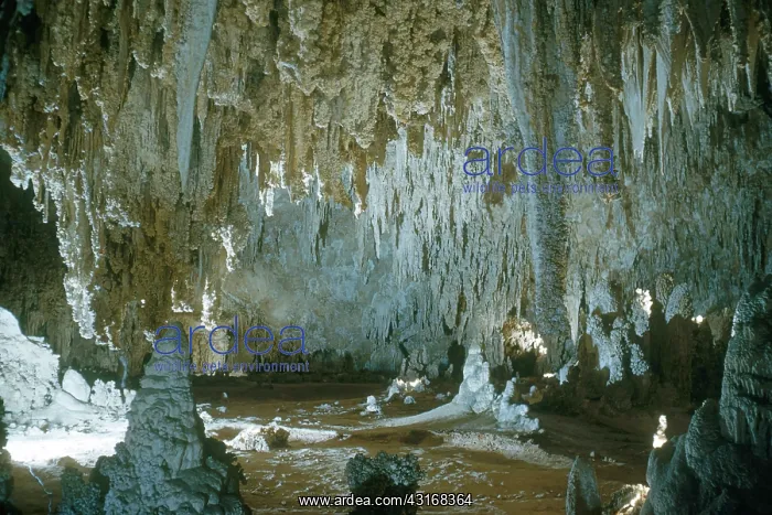 : Carlsbad Caverns : Carlsbad Caverns
