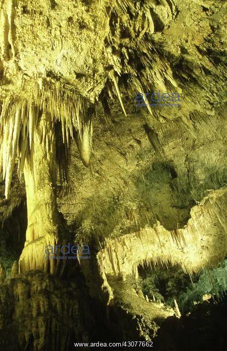 : Carlsbad Caverns National Park : Carlsbad Caverns National Park