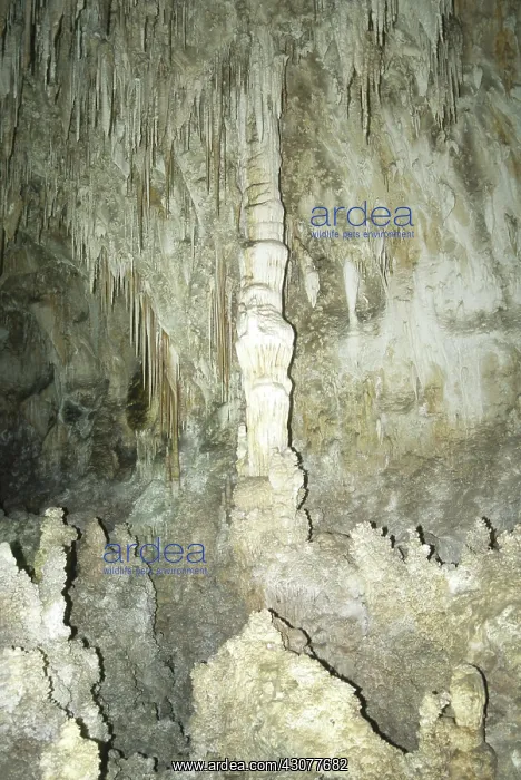 : Carlsbad Caverns National Park : Carlsbad Caverns National Park