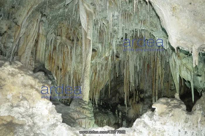 : Carlsbad Caverns National Park : Carlsbad Caverns National Park