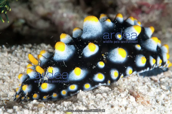 : Carlsonhoff Phyllidia Nudibranch - on sand during night dive : Carlsonhoff Phyllidia Nudibranch - on sand during night dive