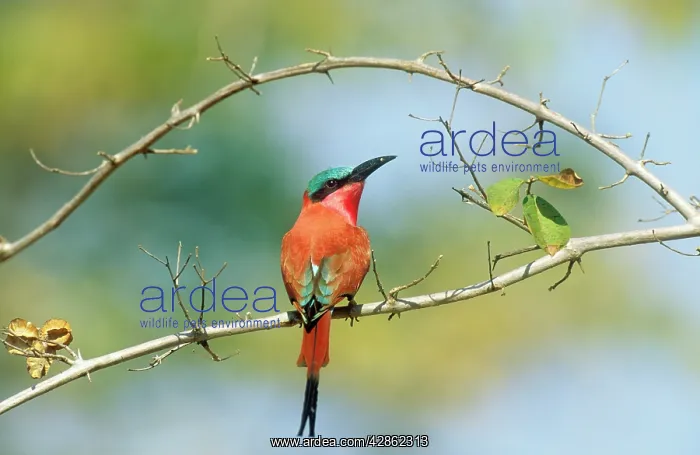 : Carmine Bee-Eater : Carmine Bee-Eater