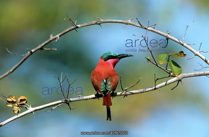: Carmine Bee-eater : Carmine Bee-eater