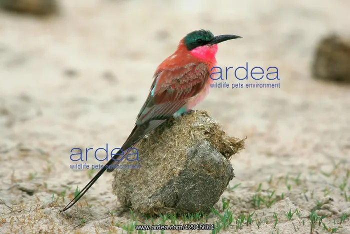 : Carmine Bee-Eater - on dung ball : Carmine Bee-Eater - on dung ball