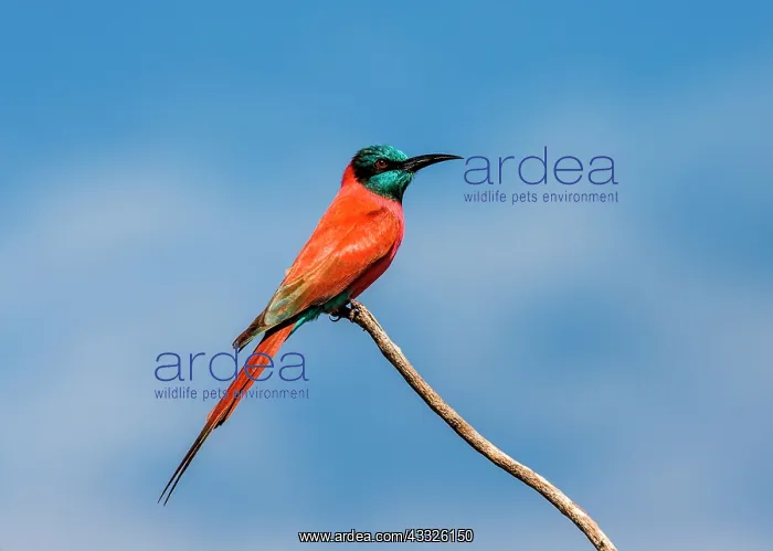 : Carmine bee-eater (Merops nubicus) is sitting on : Carmine bee-eater (Merops nubicus) is sitting on