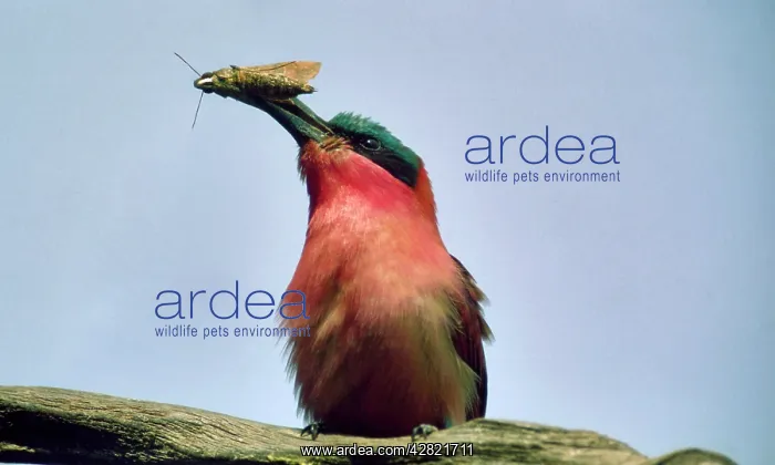 : Carmine Bee-eater - moth prey in beak : Carmine Bee-eater - moth prey in beak
