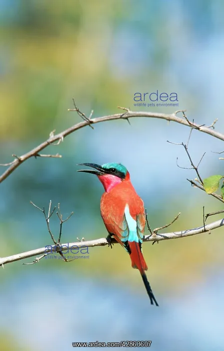  : Carmine BEE-EATER - on perch