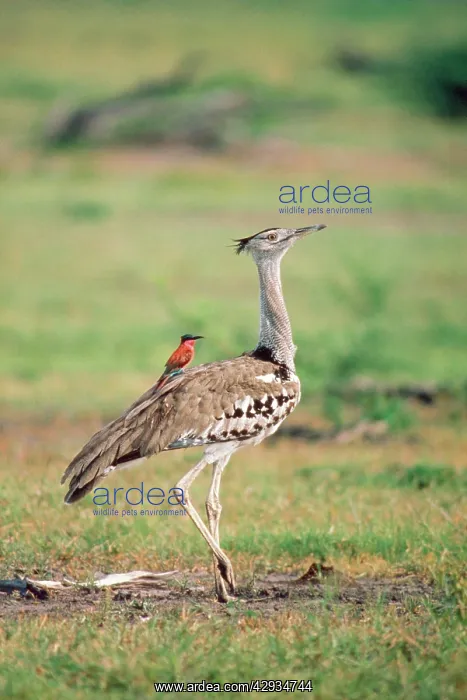 : Carmine Bee-eater - using Bustard as perch, hawking insects : Carmine Bee-eater - using Bustard as perch, hawking insects