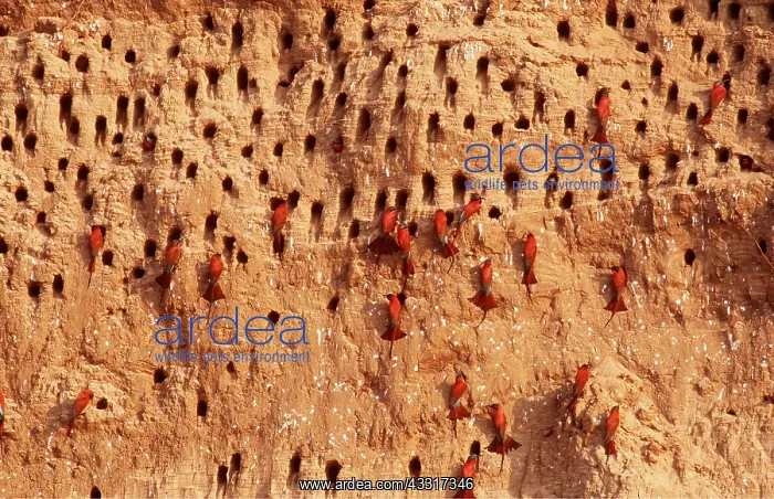 : CARMINE BEE-EATERS - breeding colonies in riverbank : CARMINE BEE-EATERS - breeding colonies in riverbank