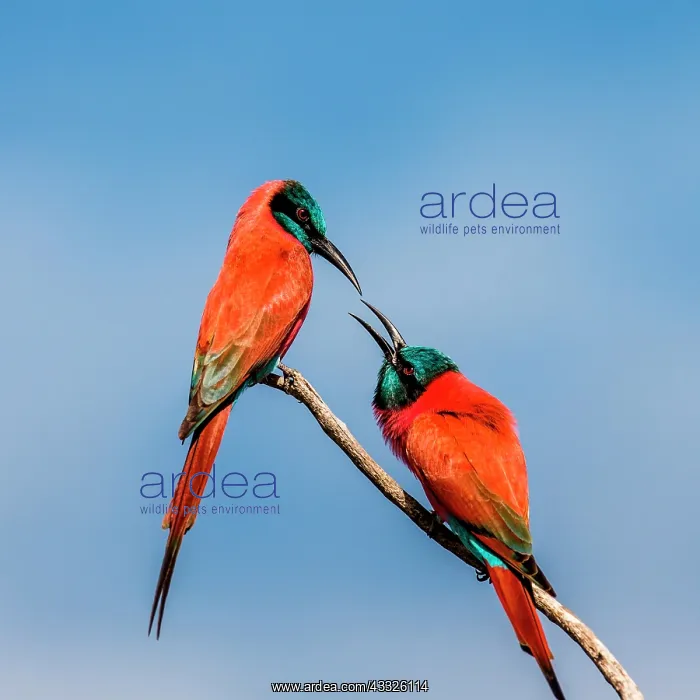 : Two carmine bee-eaters (Merops nubicus) are sitt : Two carmine bee-eaters (Merops nubicus) are sitt