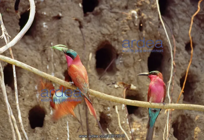 : Carmine Bee-eaters - nesting : Carmine Bee-eaters - nesting