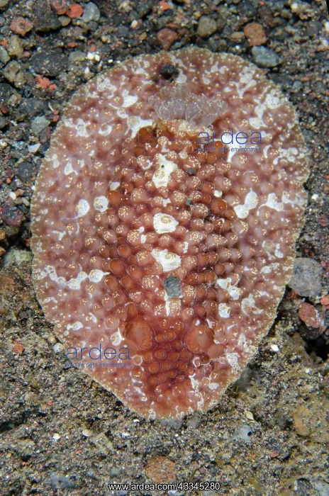 : Carminodoris Nudibranch - Sedam dive site, Tulamben : Carminodoris Nudibranch - Sedam dive site, Tulamben