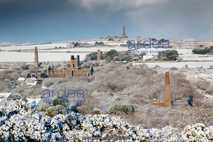 : Carn Brea - Great Flat Lode area : Carn Brea - Great Flat Lode area