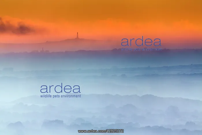 : Carn Brea - Misty Morning - Summer : Carn Brea - Misty Morning - Summer