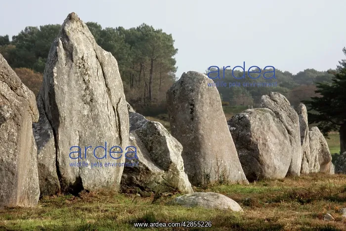 : Carnac menhirs - Neolithic : Carnac menhirs - Neolithic