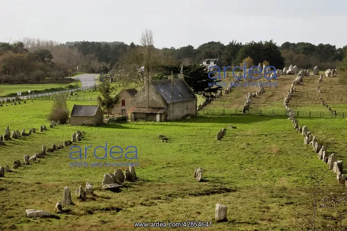 : Carnac menhirs / Stones, Neolithic : Carnac menhirs / Stones, Neolithic