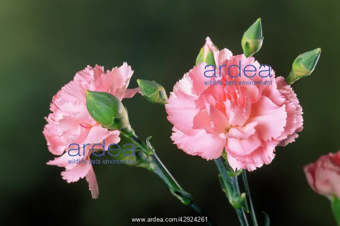  : Carnation (Dianthus caryophyllus)