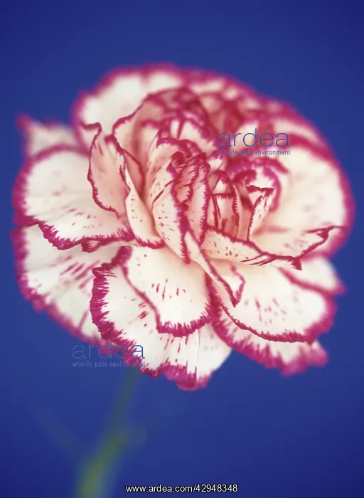 : Carnation, Dianthus : Carnation, Dianthus