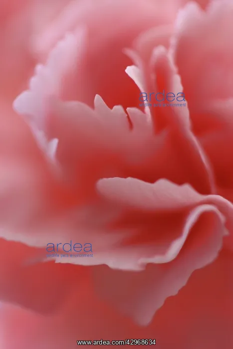 : Carnation, Dianthus : Carnation, Dianthus