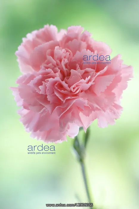 : Carnation, Dianthus : Carnation, Dianthus
