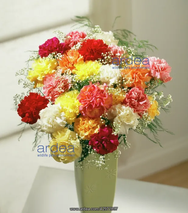 : Carnation, Dianthus : Carnation, Dianthus