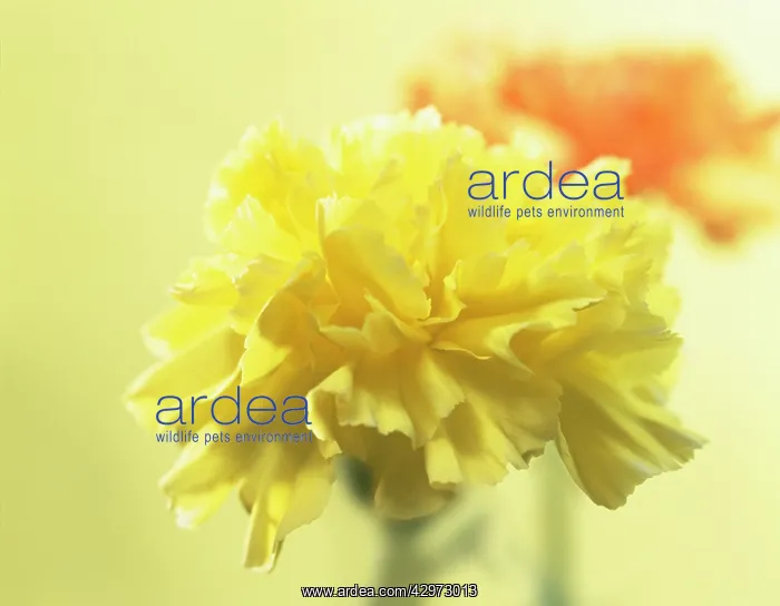 : Carnation, Dianthus : Carnation, Dianthus