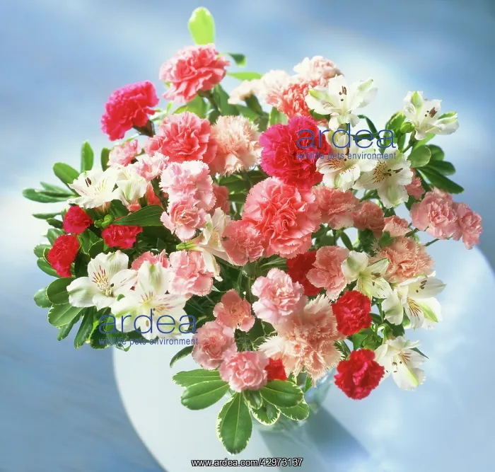 : Carnation, Dianthus : Carnation, Dianthus