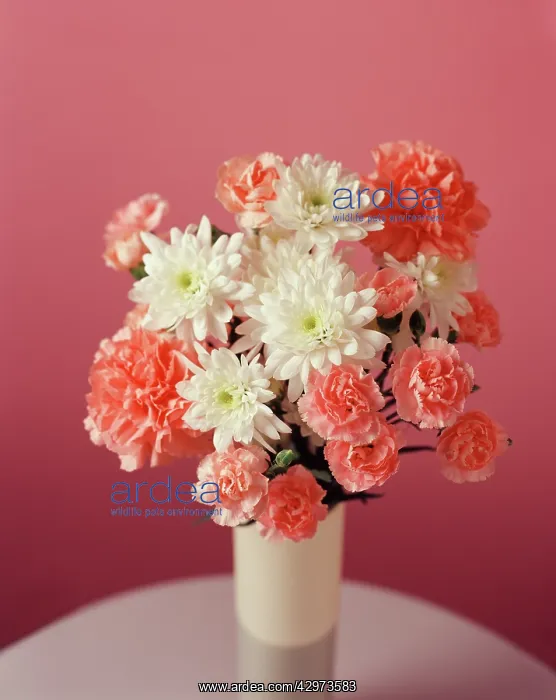 : Carnation, Dianthus : Carnation, Dianthus