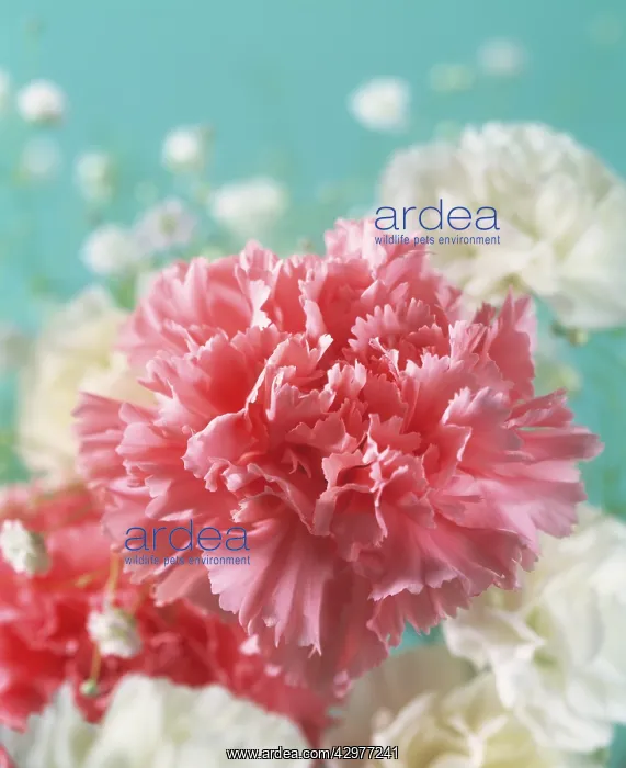 : Carnation, Dianthus : Carnation, Dianthus