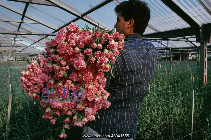 : Carnation, Dianthus : Carnation, Dianthus
