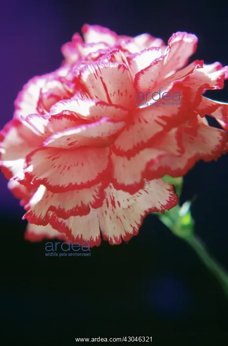 : Carnation, Dianthus : Carnation, Dianthus