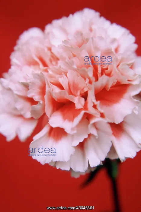 : Carnation, Dianthus : Carnation, Dianthus
