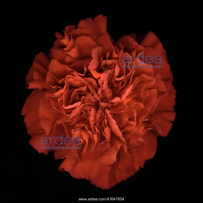 : Carnation, Dianthus : Carnation, Dianthus